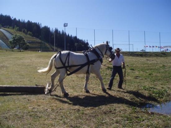 Démonstration chevaux de trait