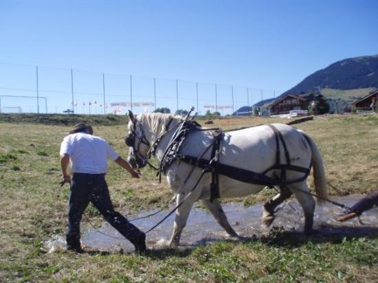 Démonstration chevaux de trait
